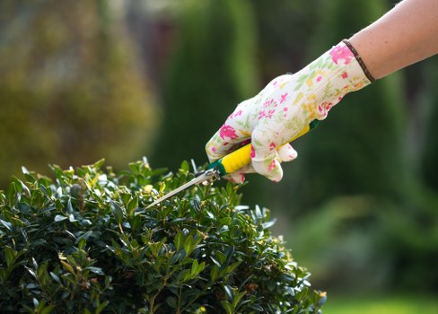 Professional hedge cutting service for a Sanderstead residential garden boundary