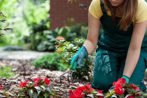 Commercial hedge cutting for a tidy frontage in the Sanderstead area